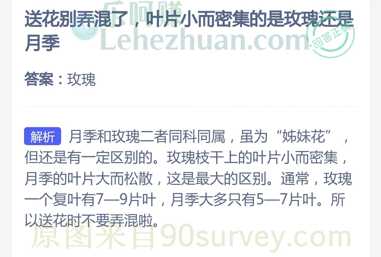 送花别弄混了，叶片小而密集的是玫瑰还是月季？答案：玫瑰