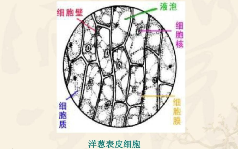 显微镜洋葱表皮细胞图图片