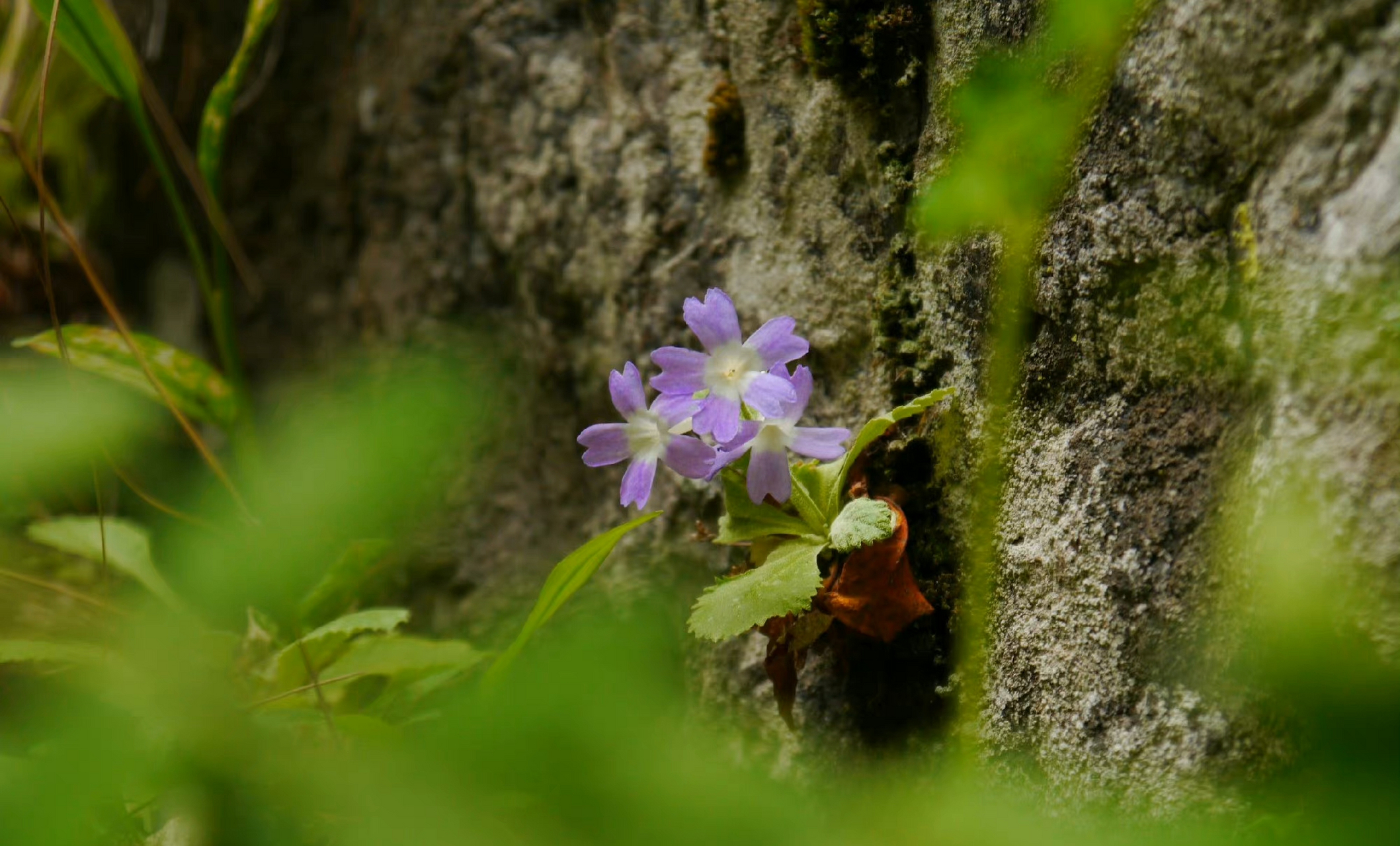 苣叶报春(primula sonchifolia)5