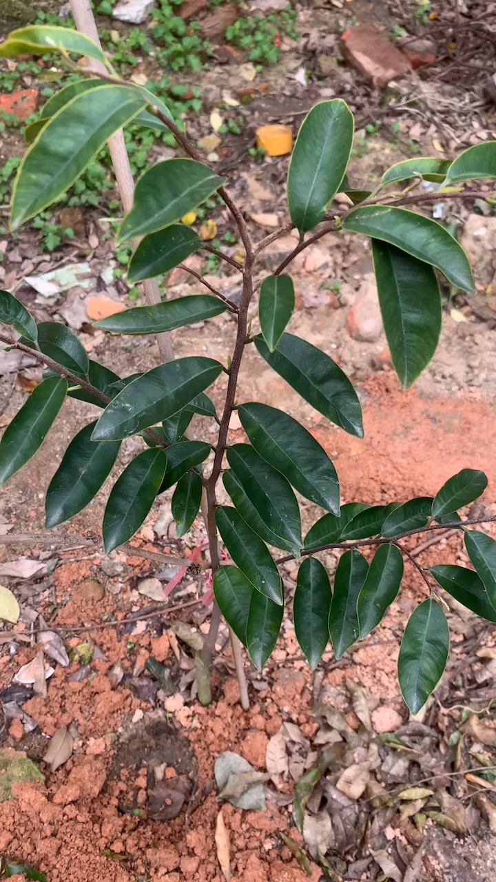 在春天里种下一棵绿奇楠沉香,有树可栖,未来可期