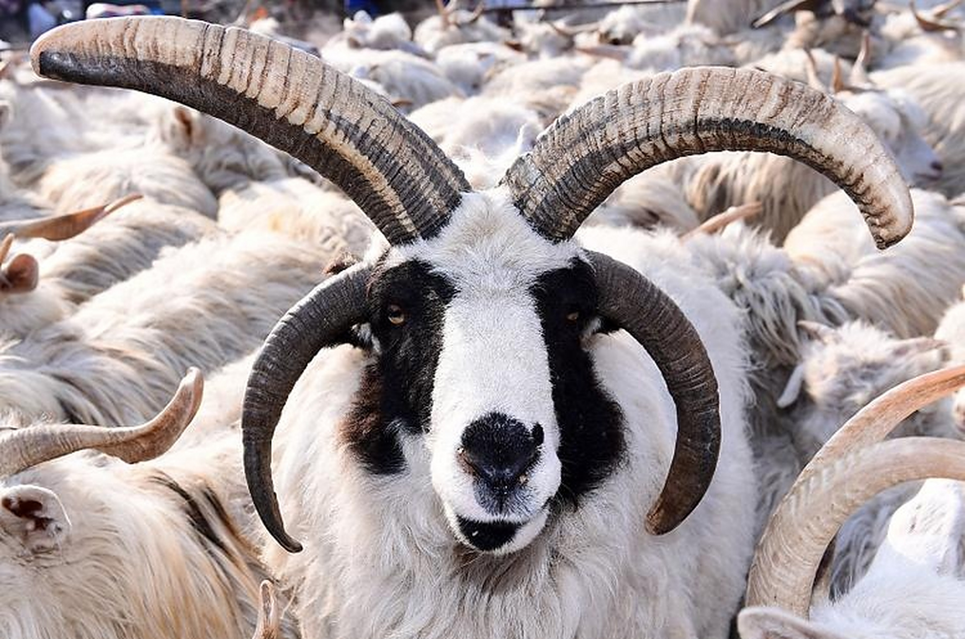 奇特的四角山羊.#动物趣图