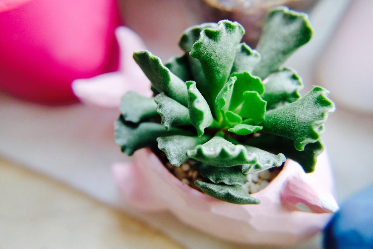 多肉神想曲,虽然花名很唯美!但是混在水泡家族里像个灰姑娘