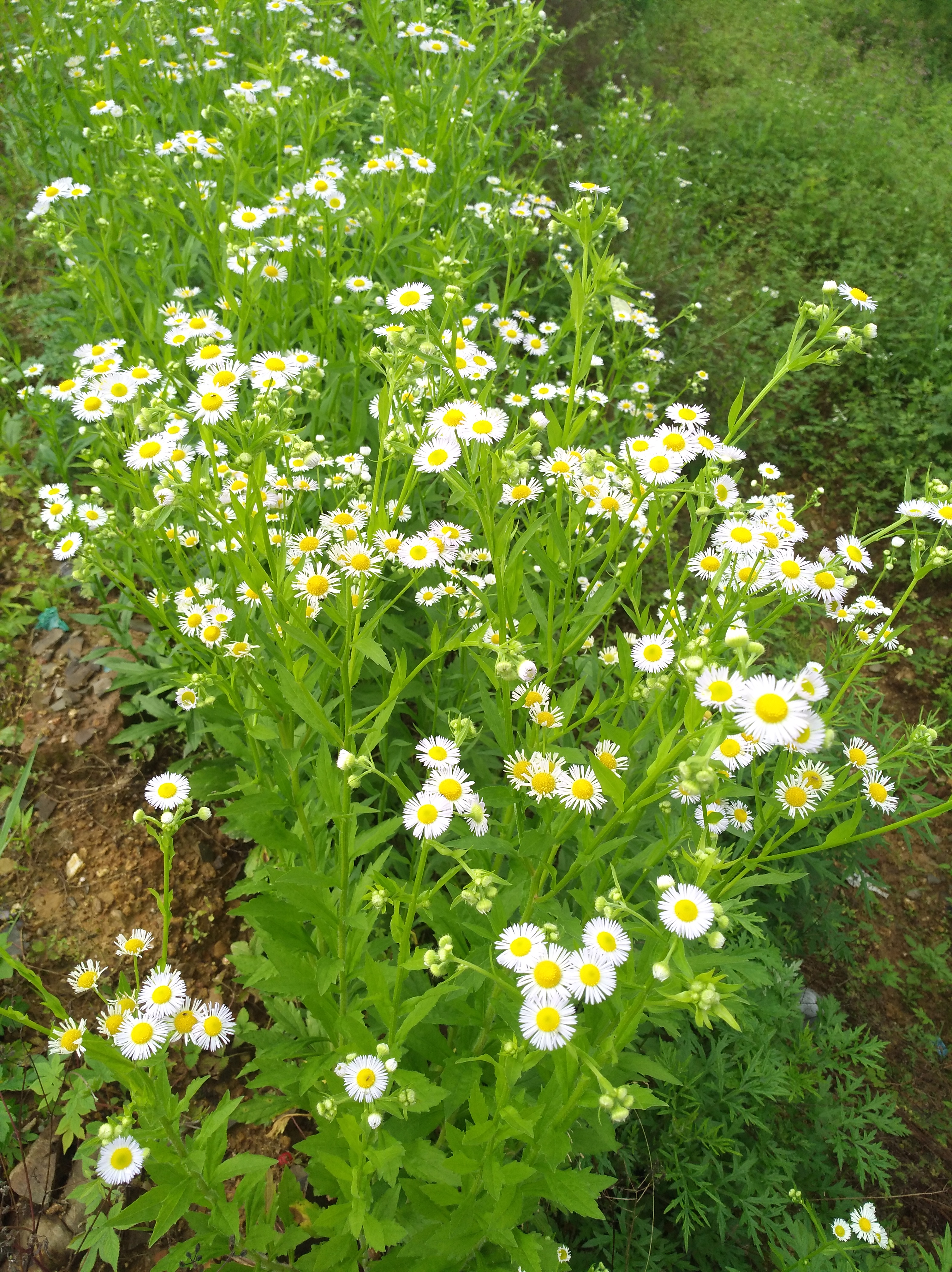 小蓬草开花图片图片