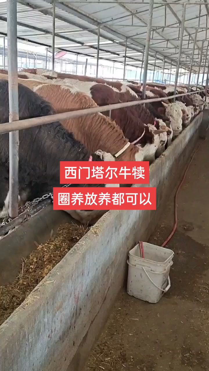 贵州养牛牛犊出售基地图片