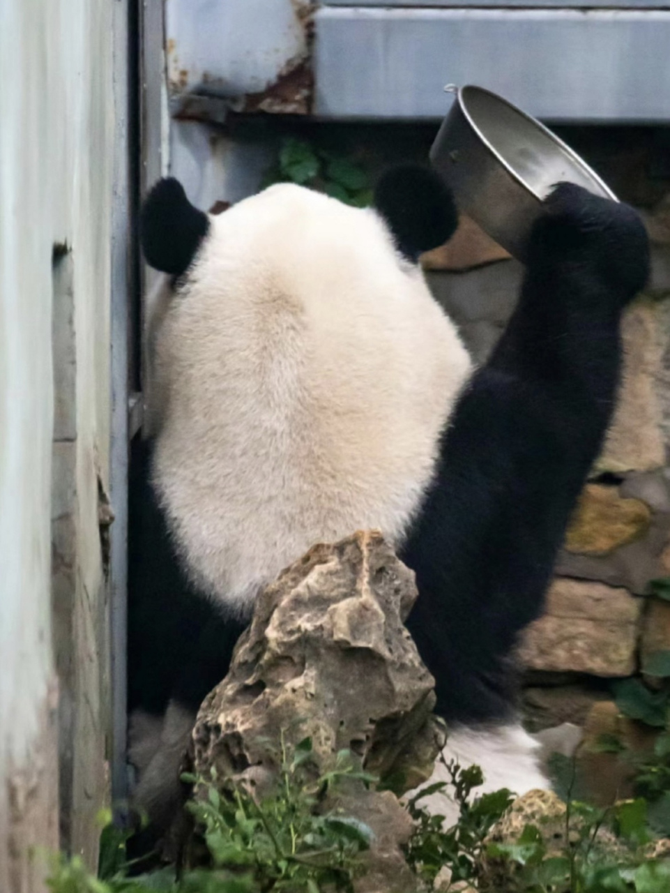 熊猫孤独的背影图片图片