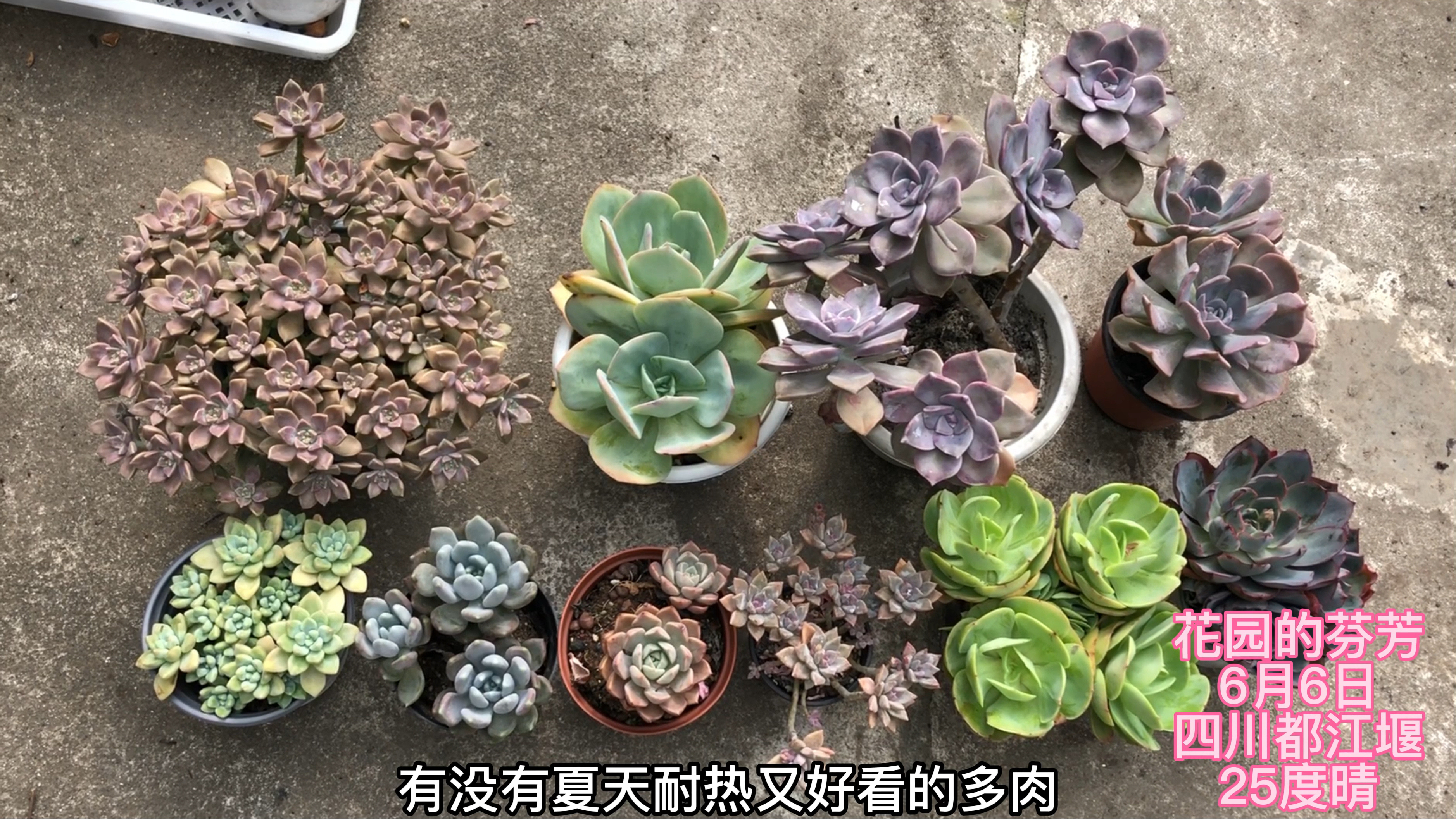 夏天越晒越艳的多肉是这些,还能扔出去露养,一点也不超心!