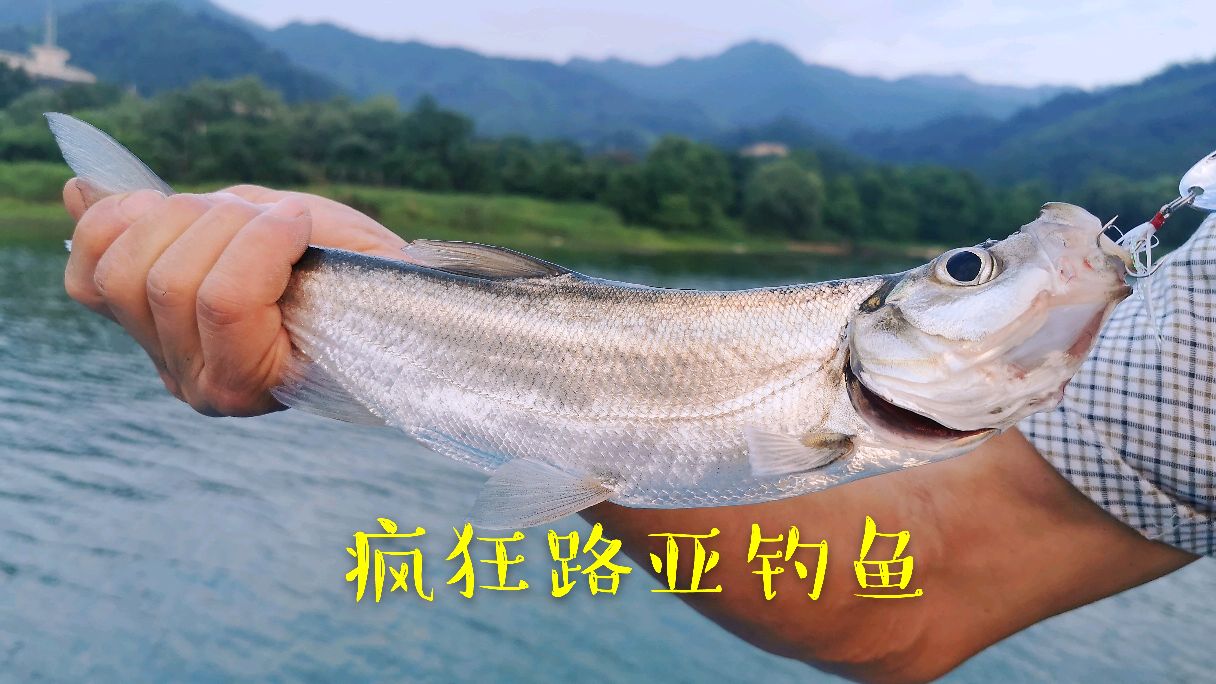 疯狂路亚钓鱼/水库实战钓翘嘴13分39秒能上几条?马口竿+万能亮片