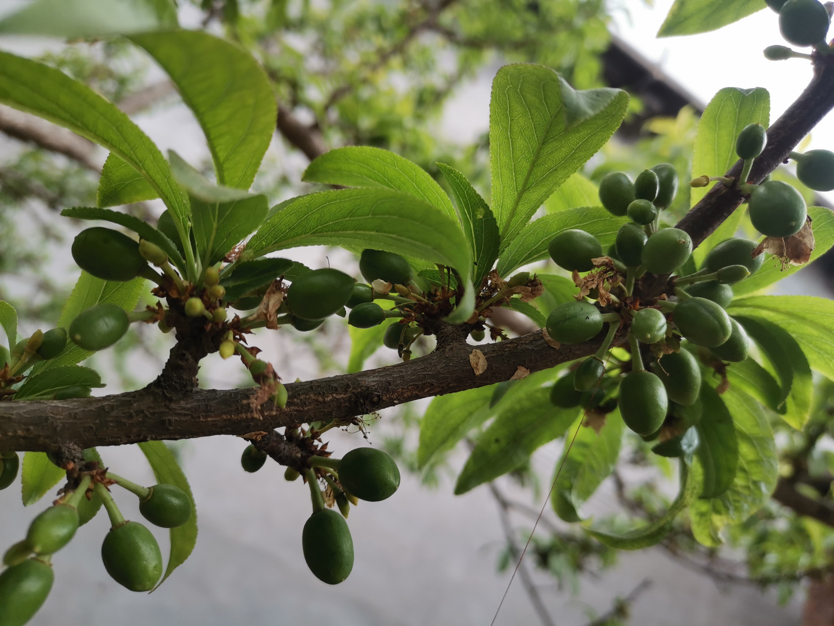 稠李子花,稠李子果图片