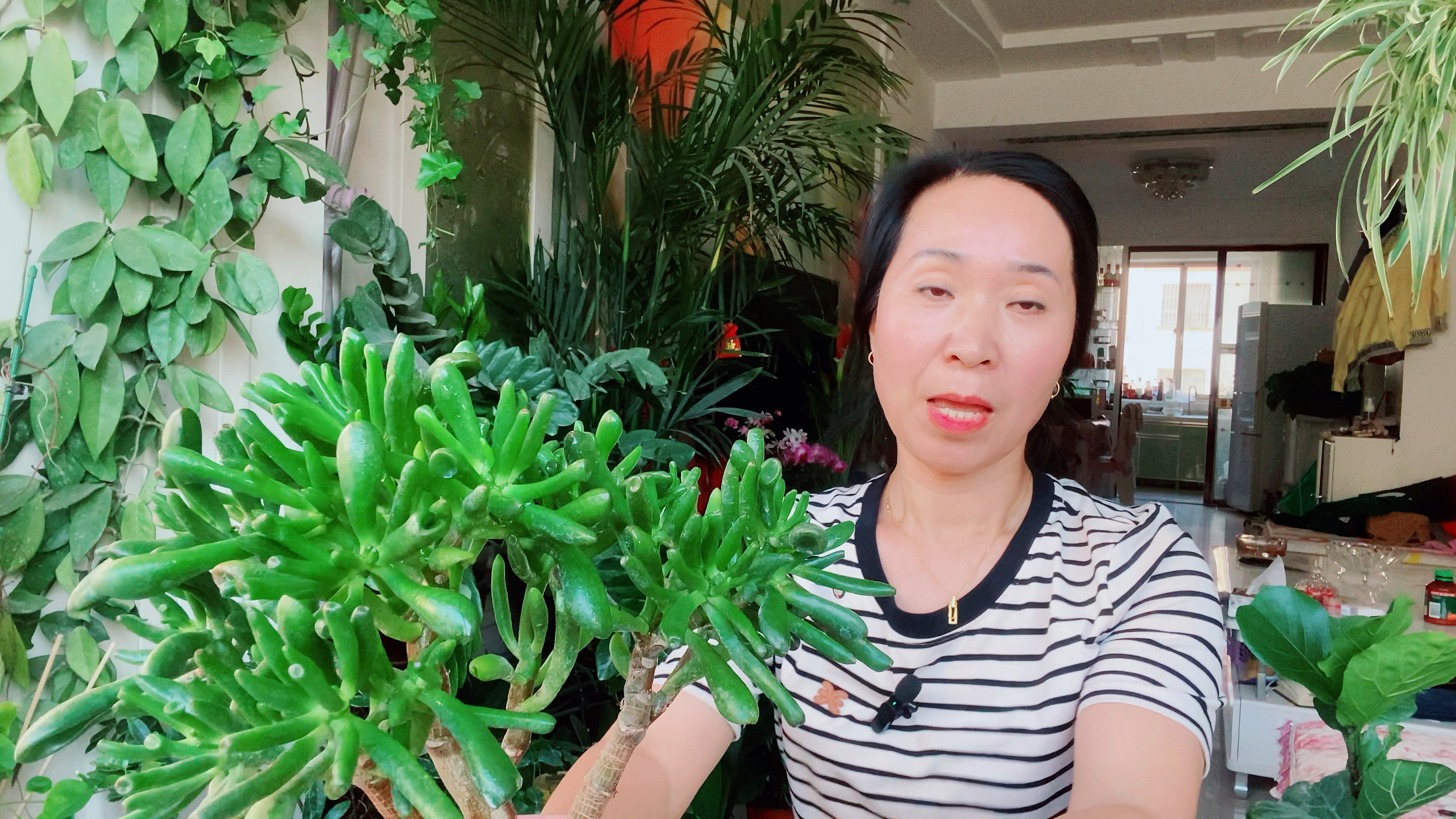 秋天多肉吸财树做好这些养护,不断冒出新叶片!