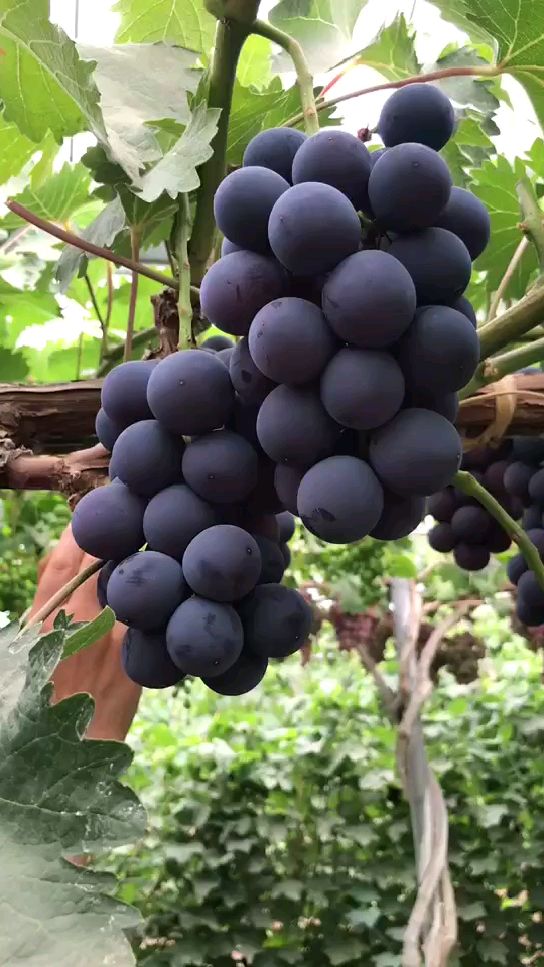 早巨宝葡萄苗批发基地飞鸟架种植的早巨宝葡萄产量怎么样