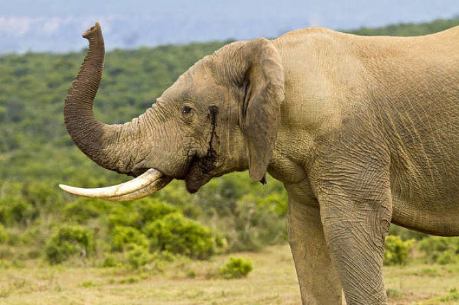 陆地动物最长阴茎18米,了解一下非洲象的第5条腿