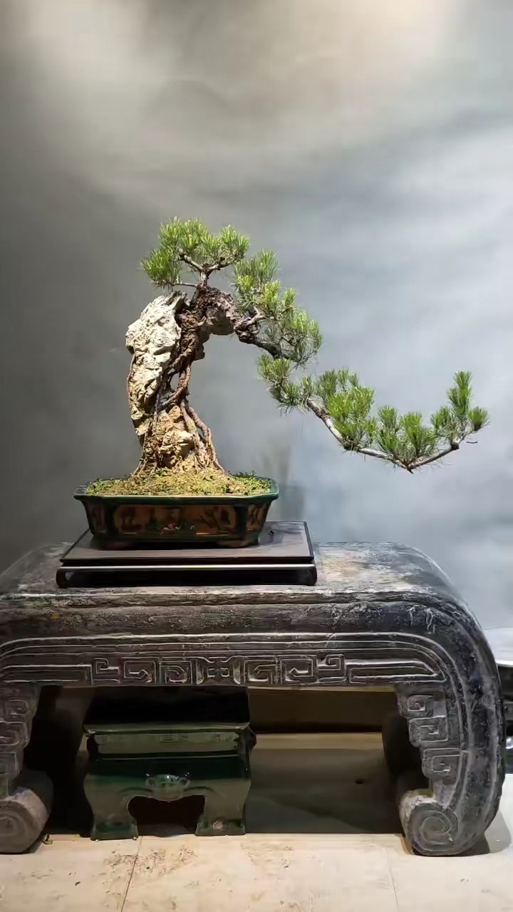 附石山松盆景作品分享