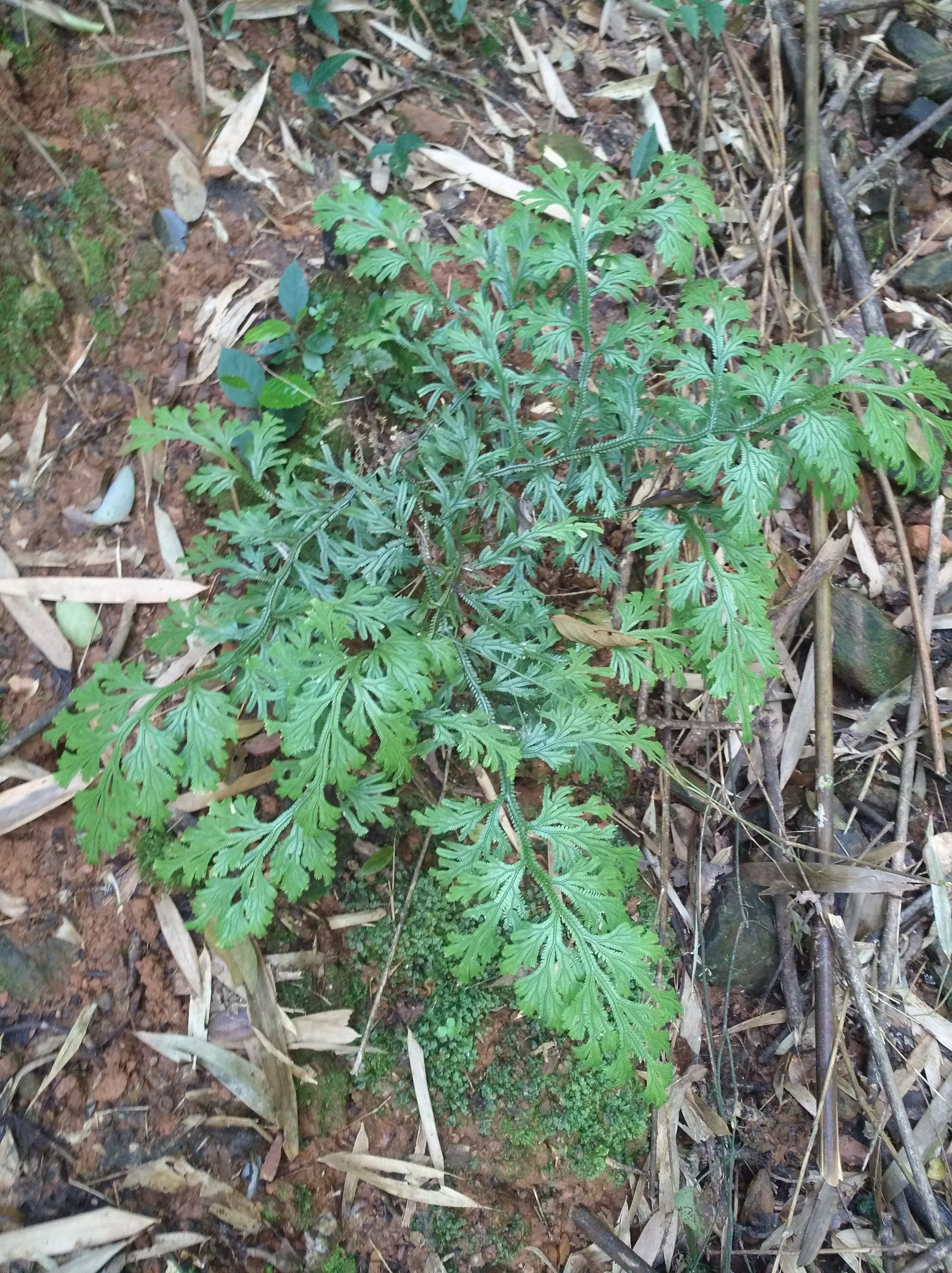野生石上柏,又称龙鳞草,雷公清,可以药用或者观赏