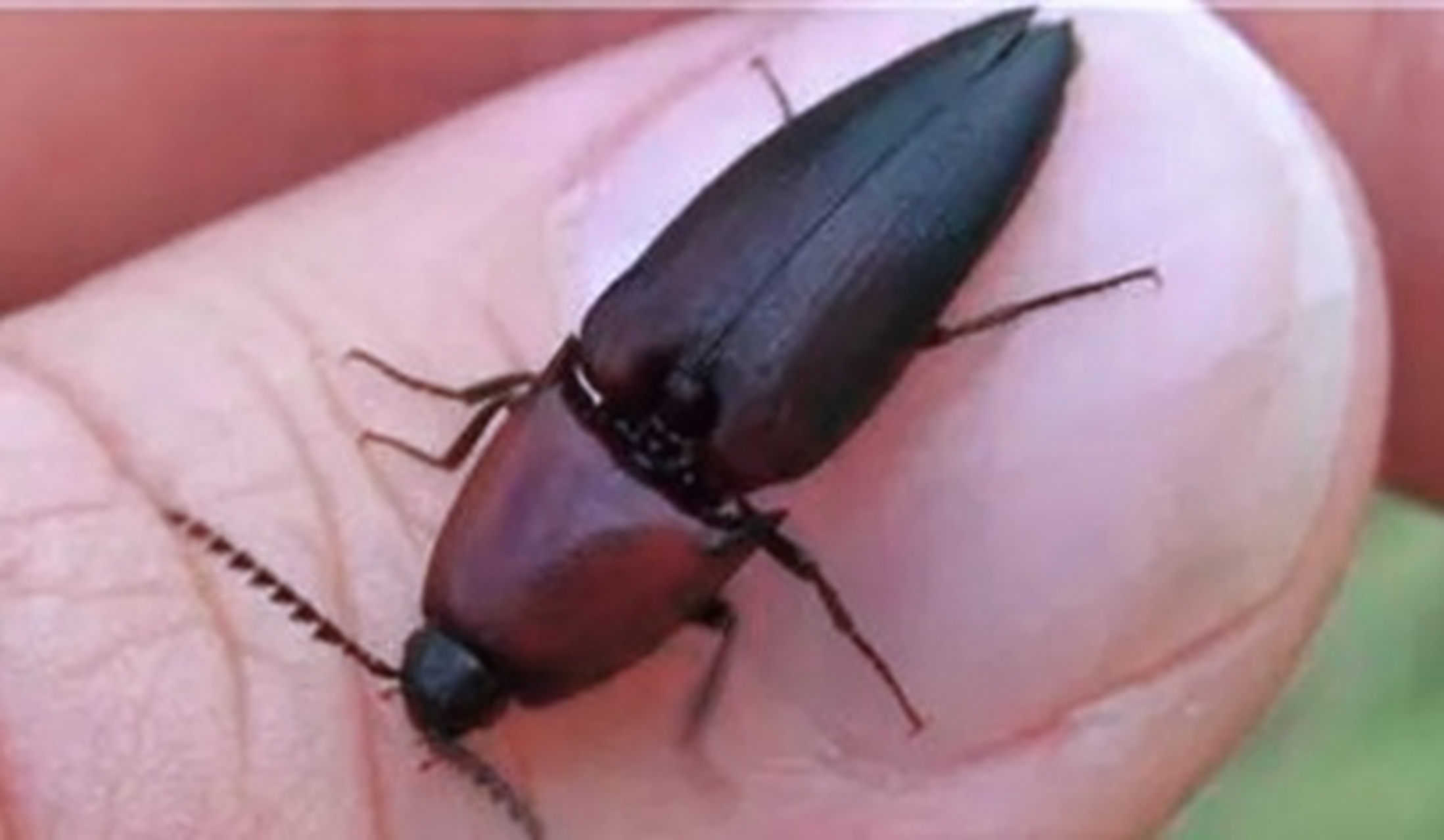 三十年前,在田里捉来叩头虫,放在手指上让它不停地叩头,看它会不会叩