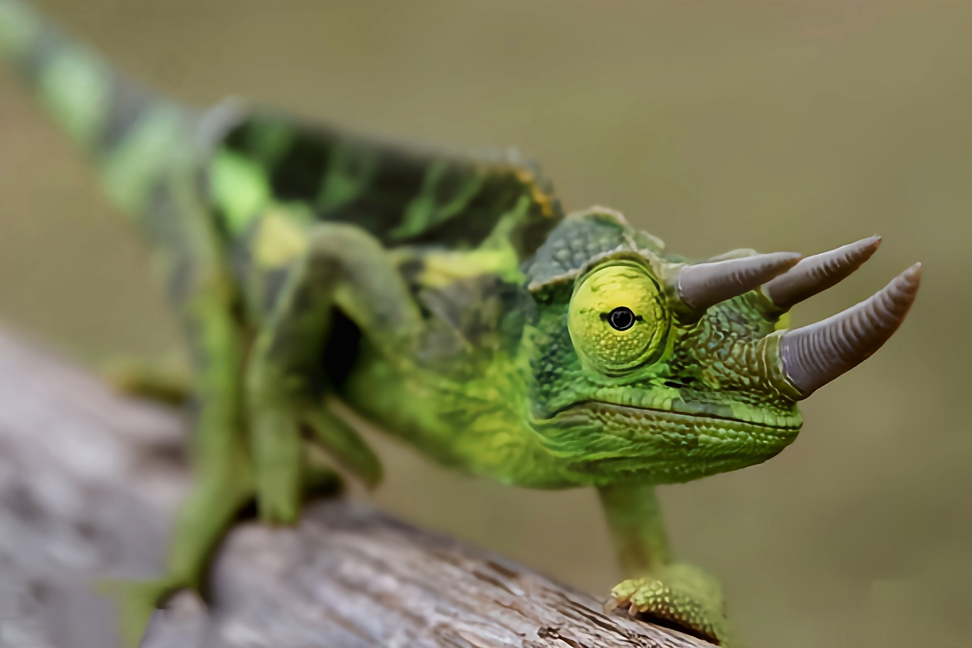每天认识一种动物——杰克森变色龙 杰克森变色龙原产于非洲肯尼亚