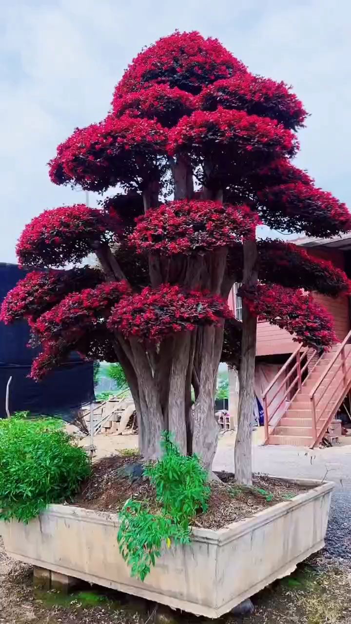 红花继木造型树四季不落叶红红火火适合庭院别墅农家小院栽植-度小视