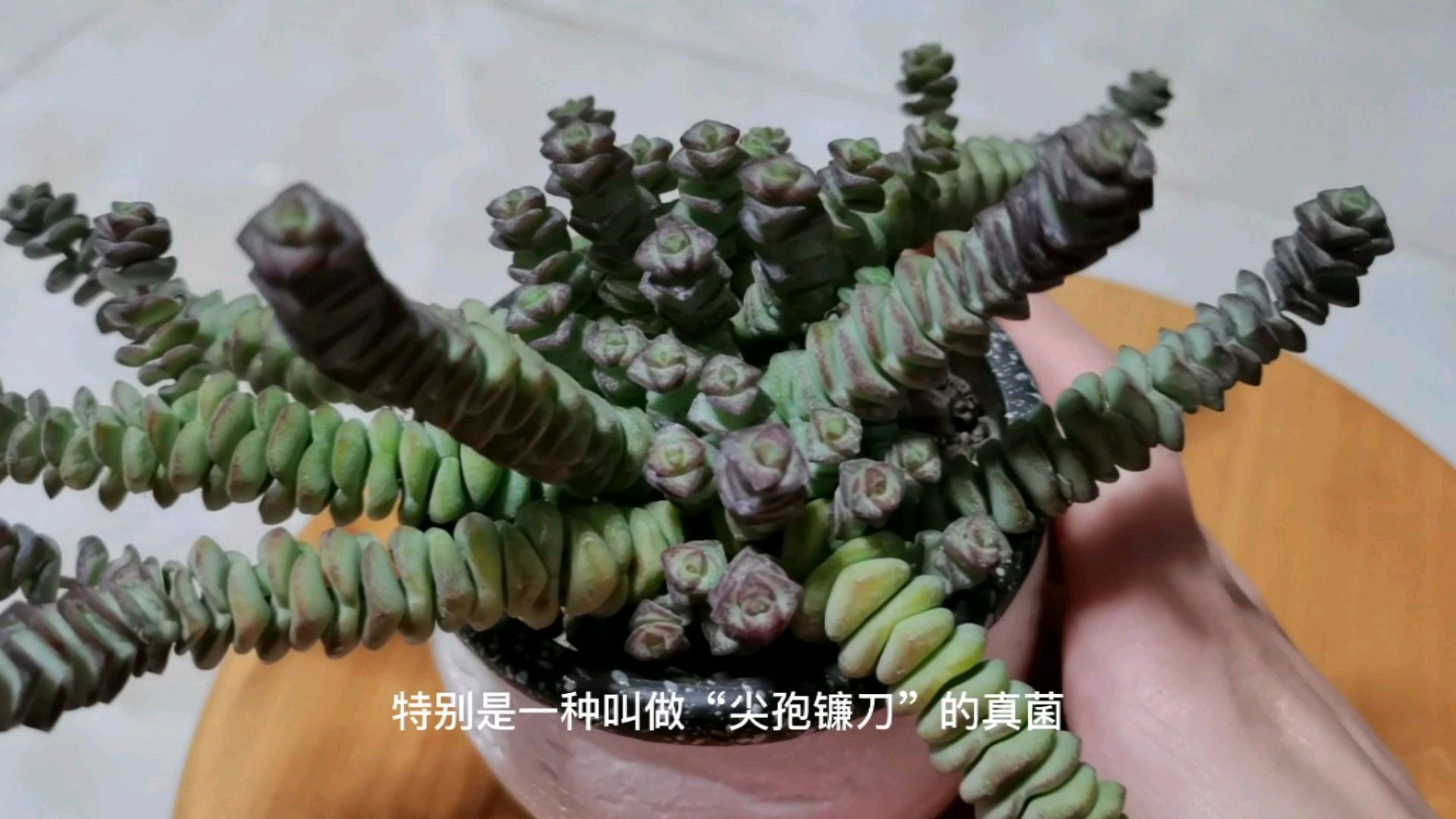 多肉钱串子有“3怕”,避开了,度夏无忧,秋天更美