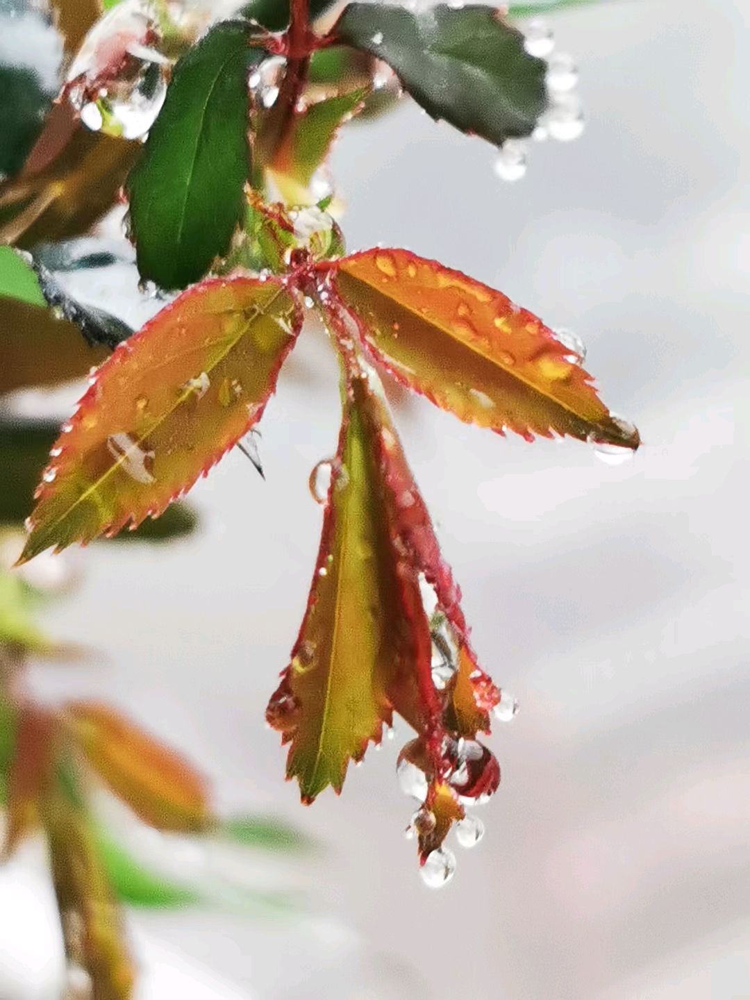 三月的春雨