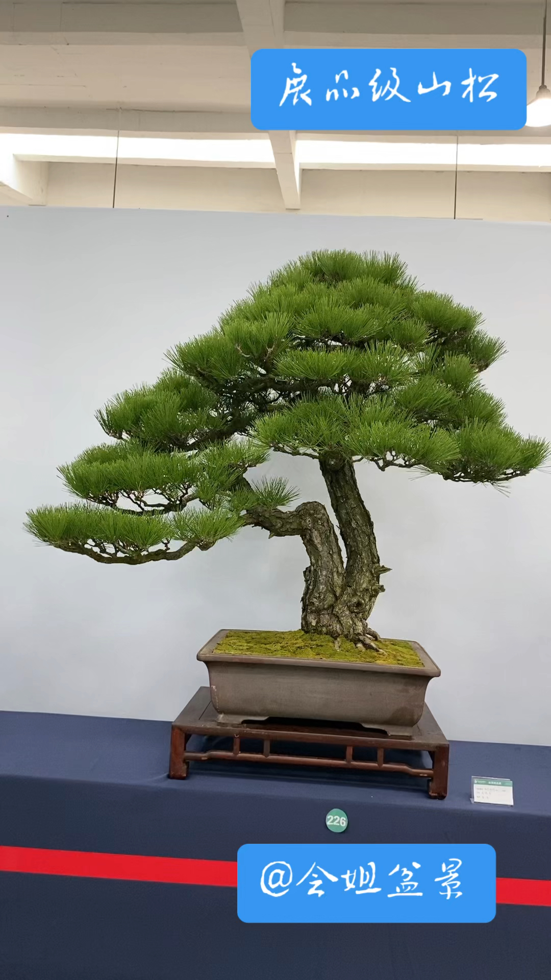 展品级山松 一本双杆 迎客松