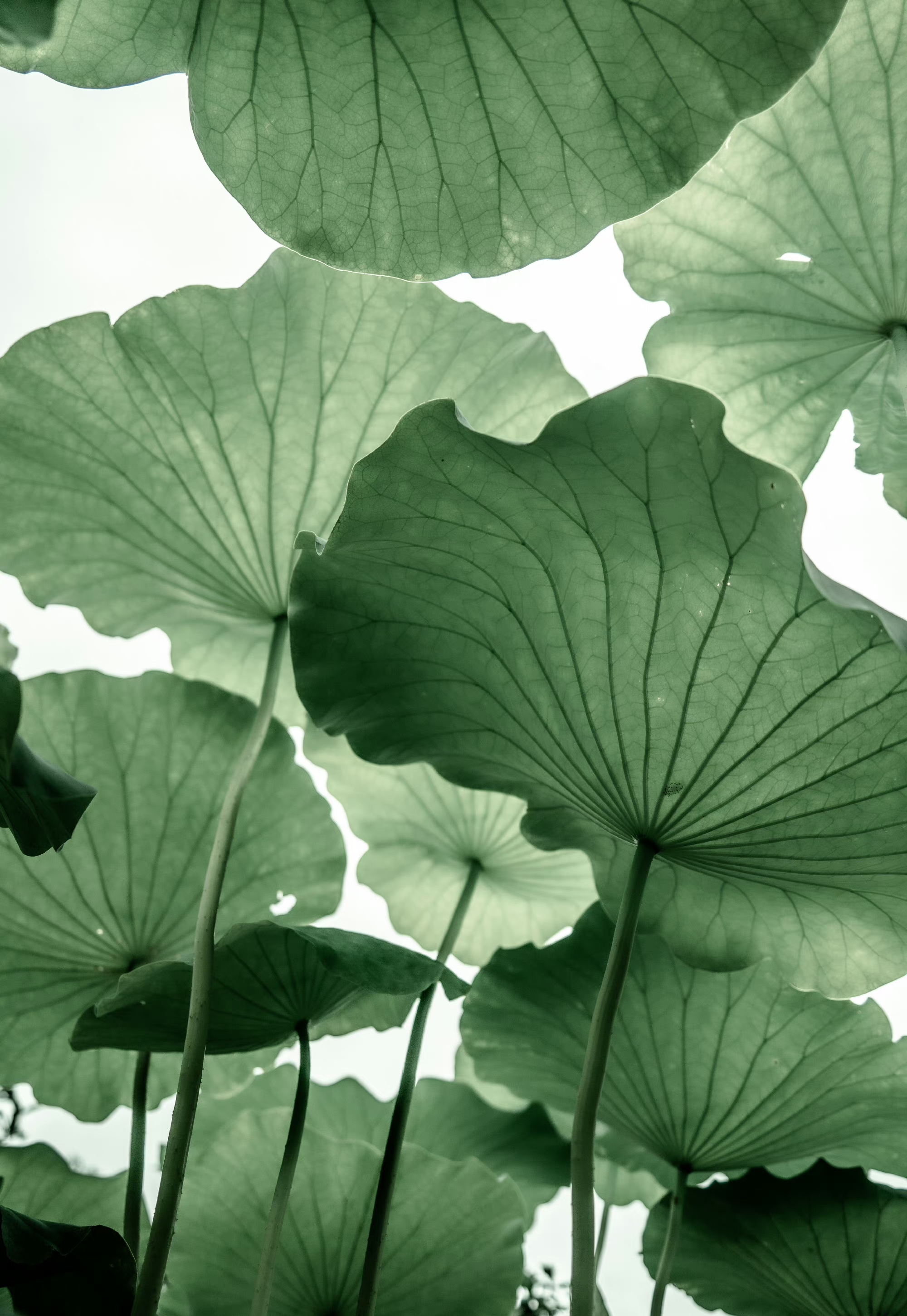 水墨风荷叶有人喜欢吗 ,生活最美的样子大概就是,脸上有微笑,心中有