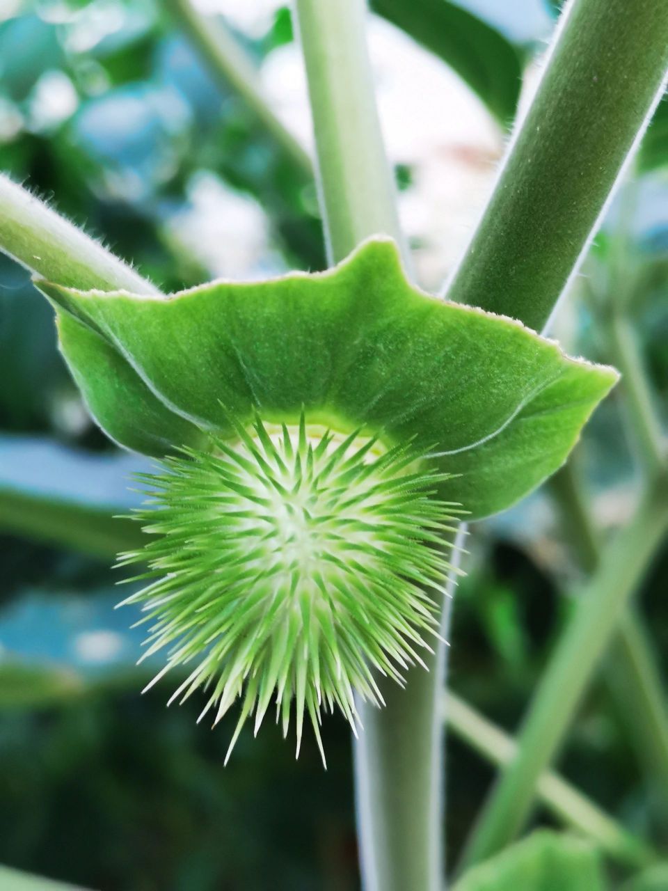 有白色的花,青色的果,果子满身是刺,这是什么稀奇古怪的植物?