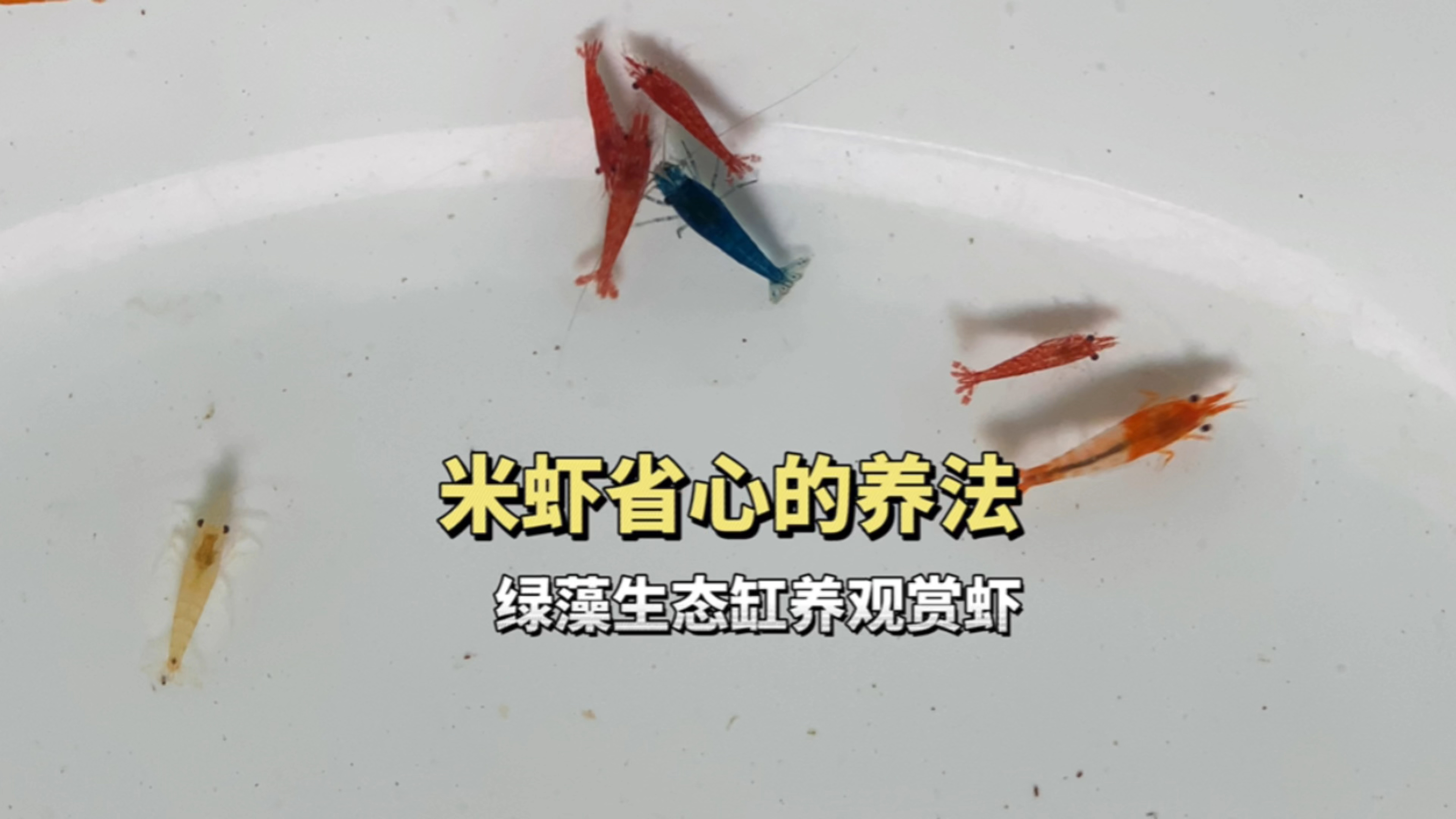 生态缸里养米虾,绿藻生态缸养观赏虾