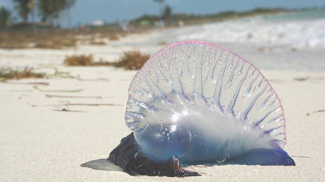 日本美食博主吃僧帽水母