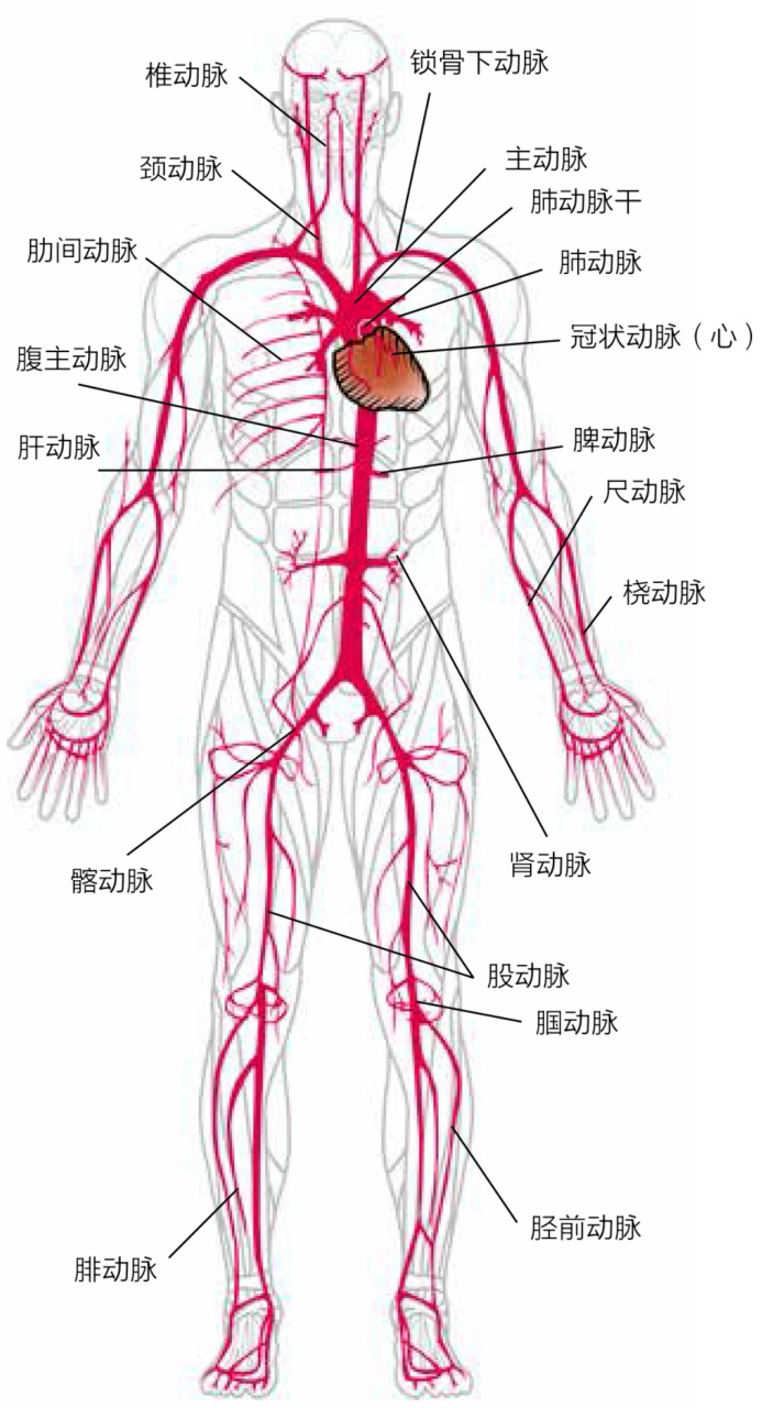 人体动脉血流走向图图片