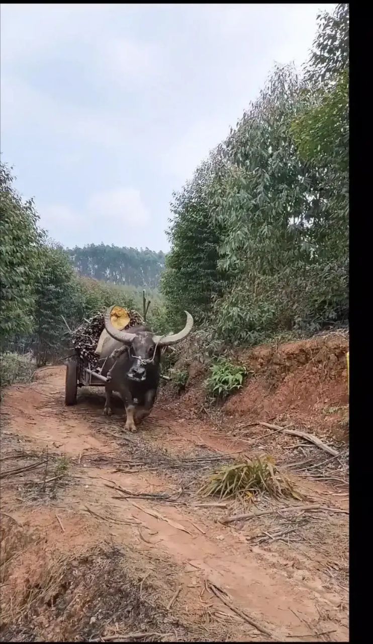 近日,广西南宁一男子发自己家养的大水牛拉车的一幕到网上,引来了不少