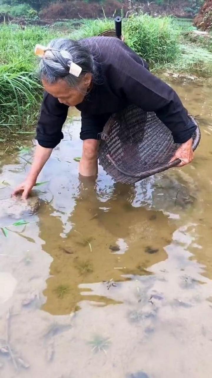 這個季節稻田裡的田螺田蚌特別多,這種生活我非常喜歡.