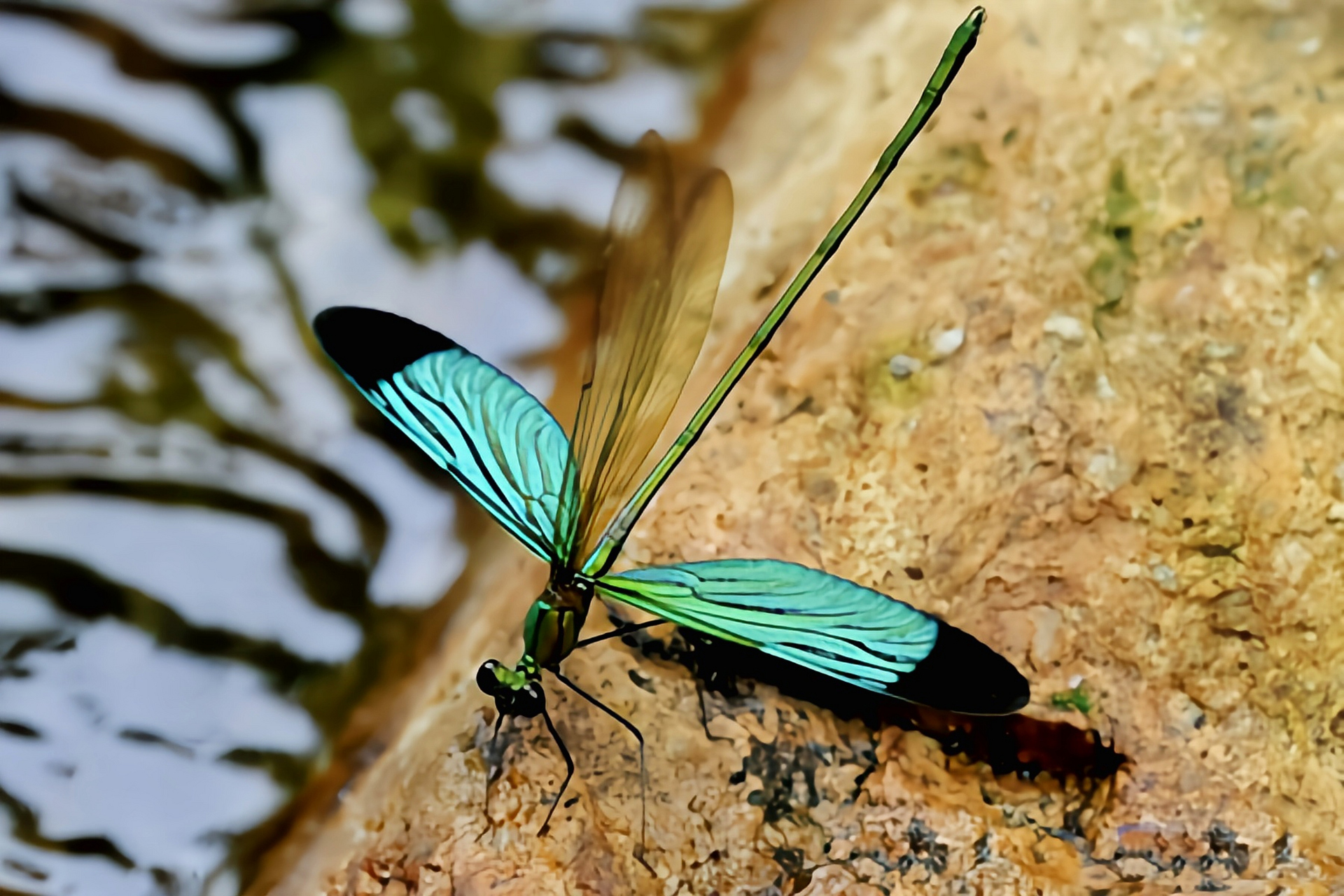 每天认识一种昆虫——华艳色蟌 华艳色蟌是蜻蜓目,色蟌科,艳色蟌属