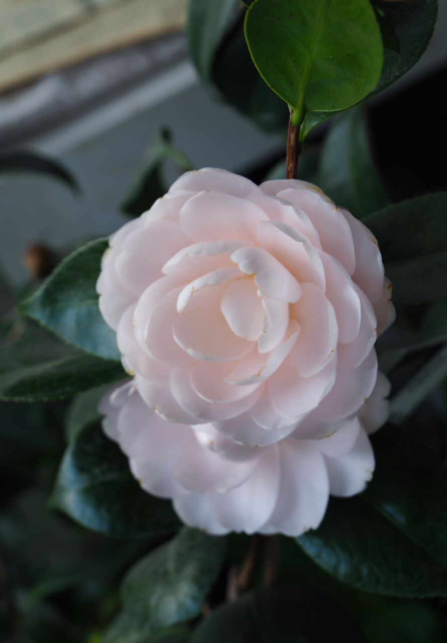 茶花久留米乙女,这个品种我居然从来没发过. 67