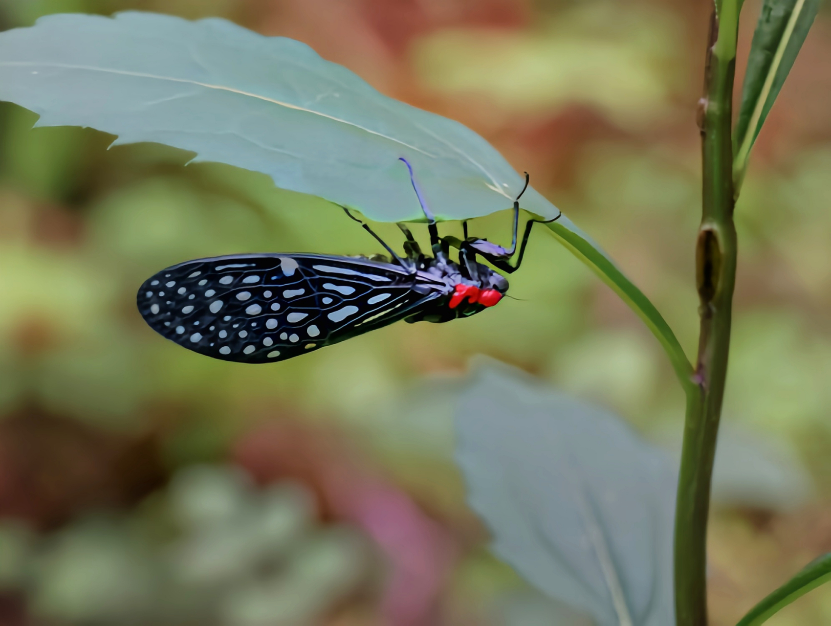 每天认识一种昆虫——中华红眼蝉 中华红眼蝉体长约3-4厘米,通体漆黑