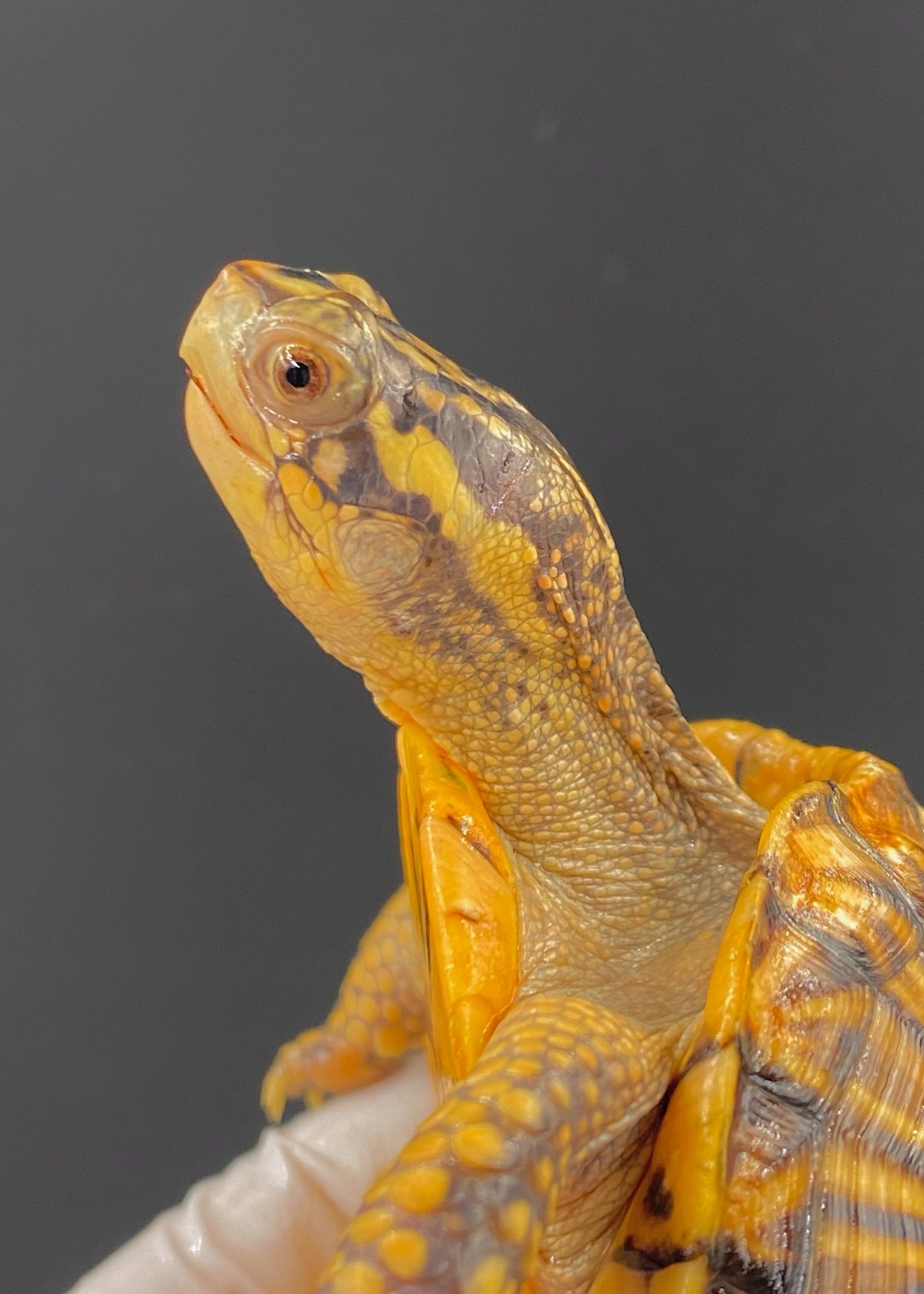 佛箱龟~2020年极品佛箱母