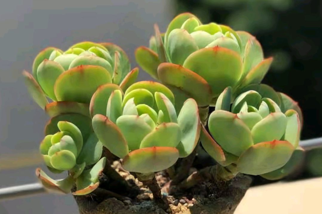 喜欢高颜值多肉,那就养棵碧桃吧!2年就能长成手捧花