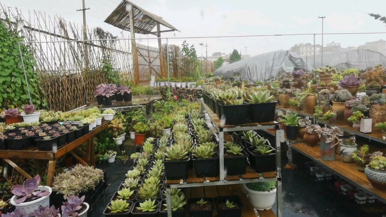 云南多肉植物种植基地暴雨中,希望总在风雨后