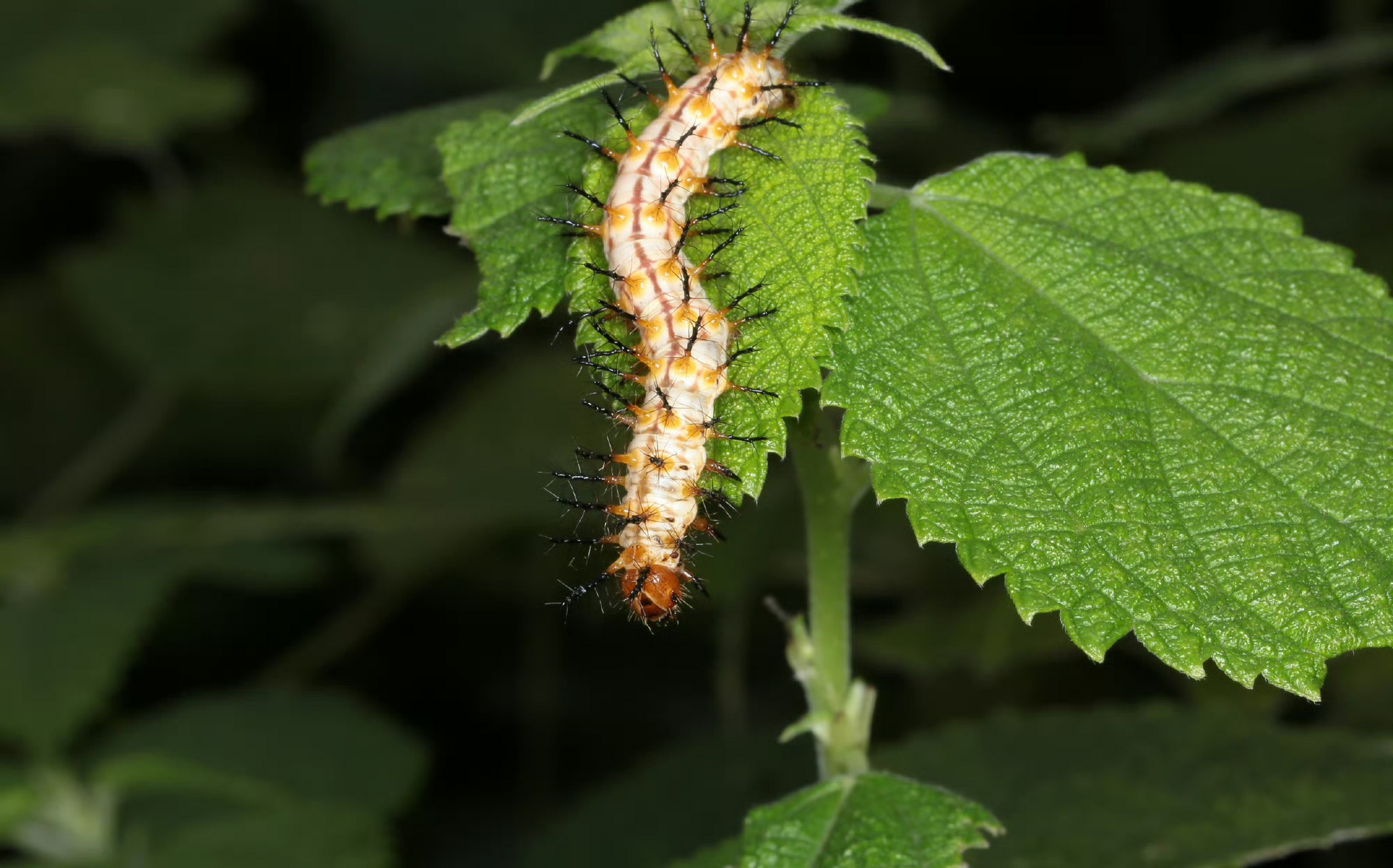 【苎麻珍蝶】 acraea issoria hübner, 1816;鳞翅目蛱蝶科珍蝶属.