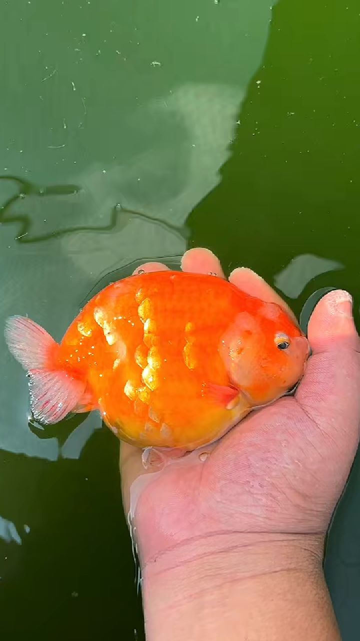 鸡血红的樱花兰寿,是不是跟红牛一样的色-度小视