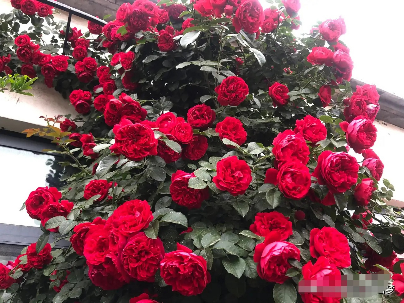 [小红花]佛罗伦蒂娜,也是我最喜欢的正红色月季之一,我种过的正红色