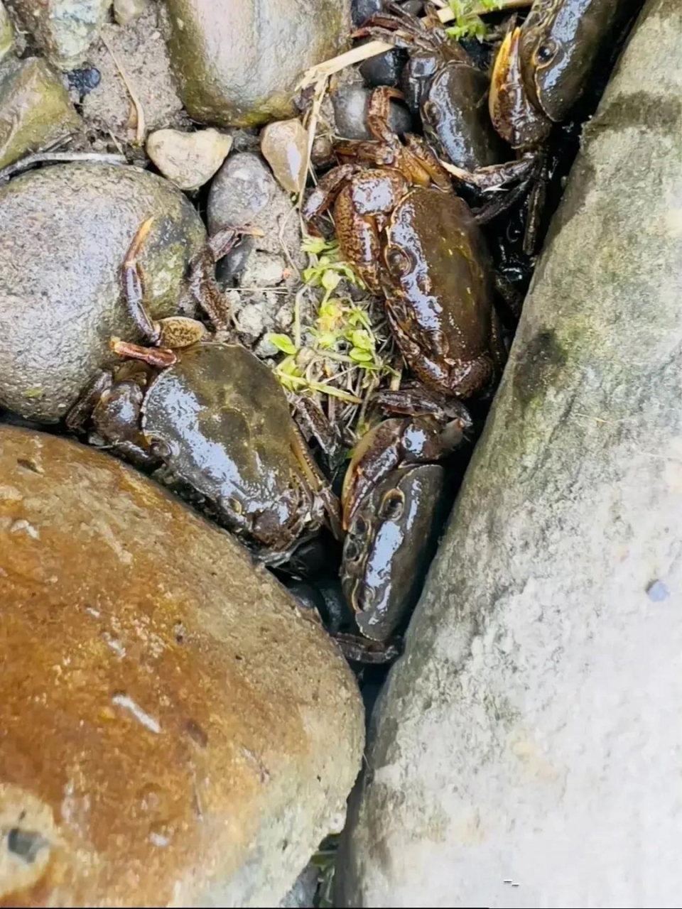 城市有什么好 看我家门口小溪里这么多螃蟹免费抓不要钱