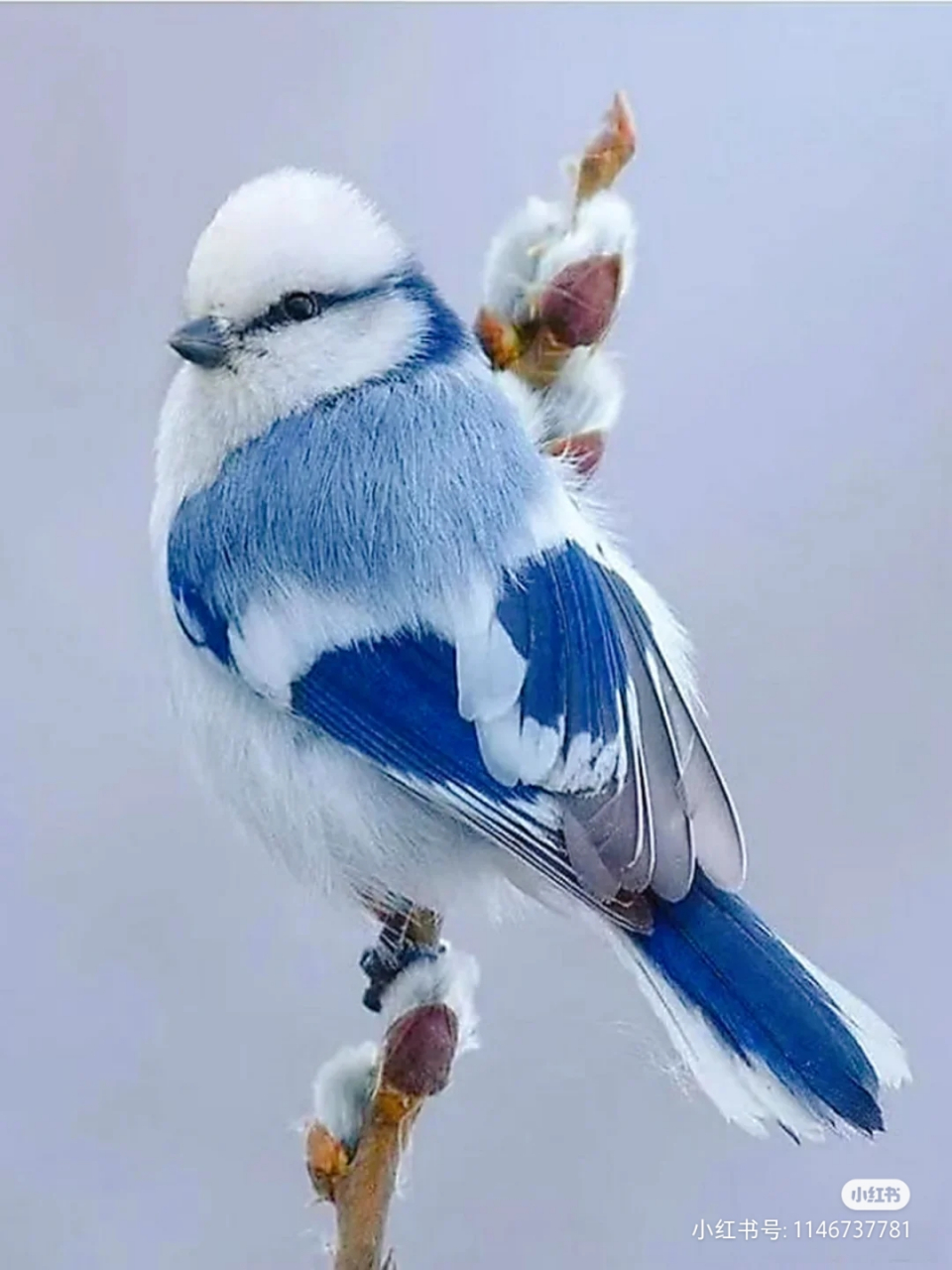 动物世界,灰蓝色的冷艳冰公主鸟