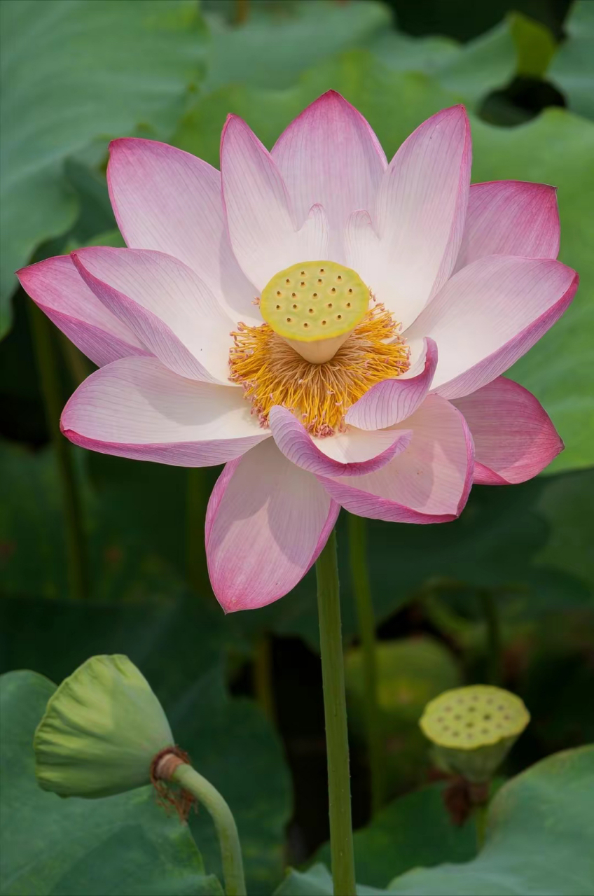 靜心以待,知足常樂 一念心清靜,處處蓮花開. 這是禪語.