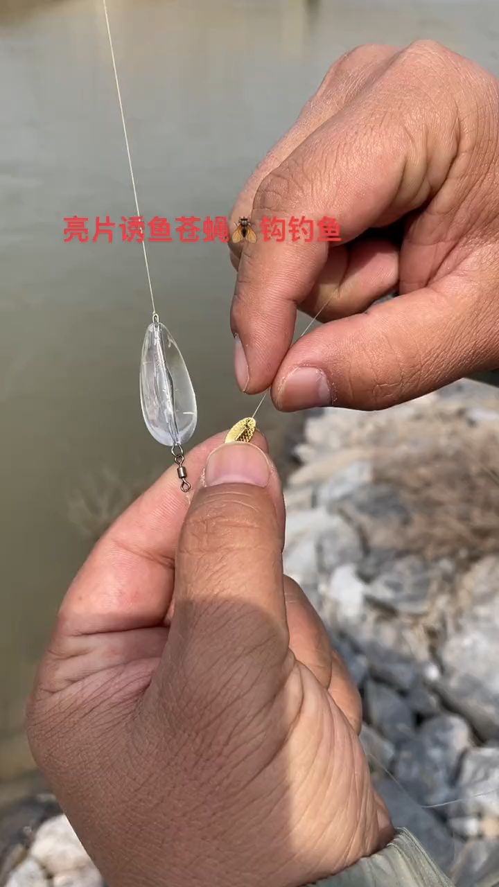 飞蝇钩亮片钓白条马口鱼