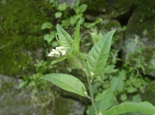 此草叫"刘寄奴",唯一用皇帝名字命名的植物,它有啥独特之处?
