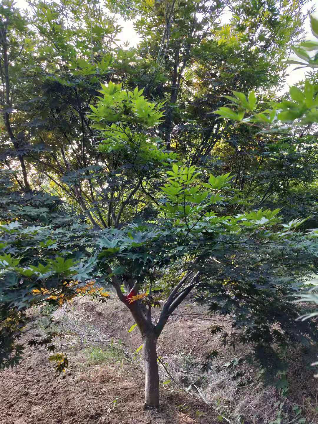 鸡爪槭价格(鸡爪槭报价)(鸡爪槭价钱)(鸡爪槭)