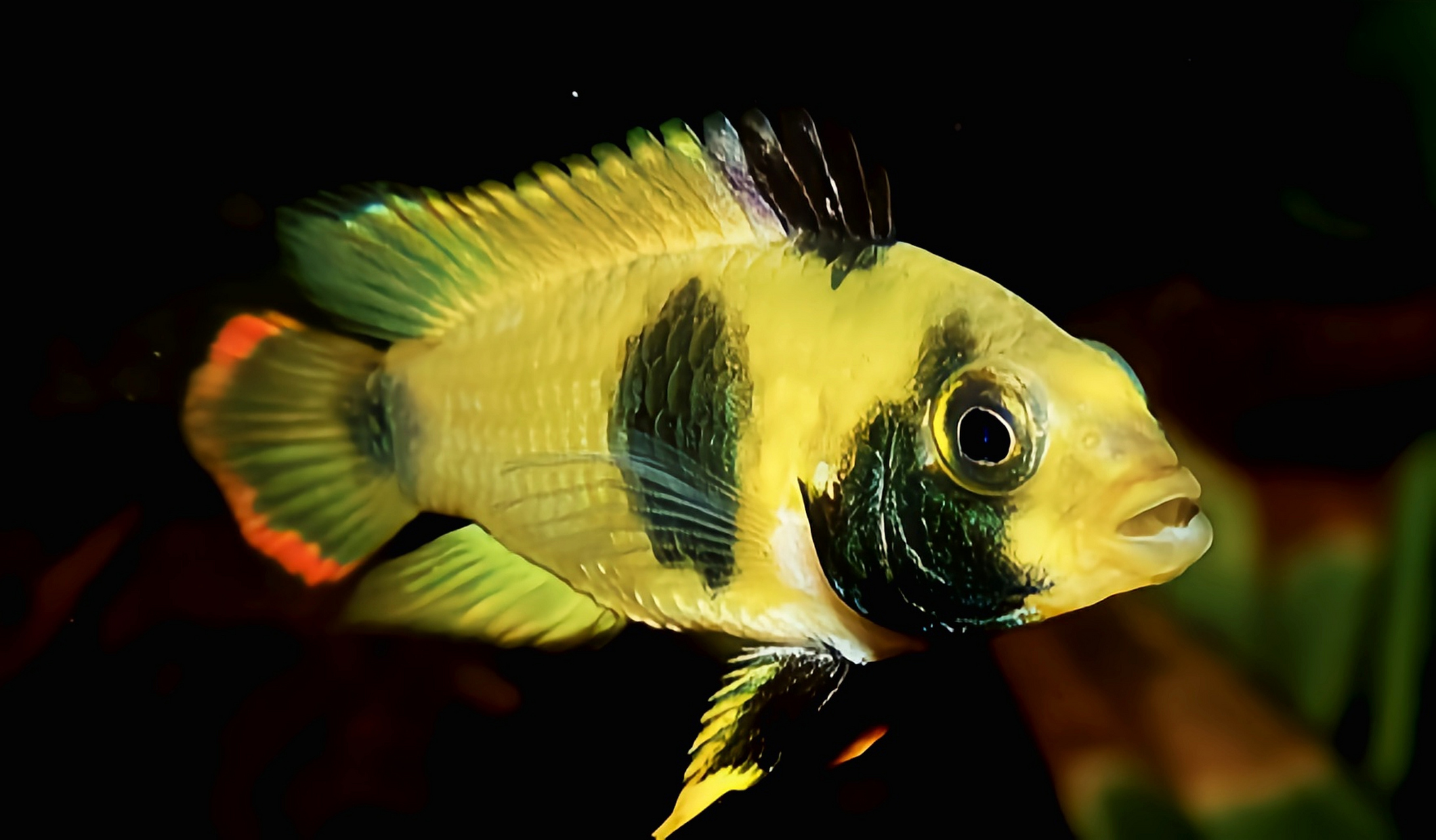 每天认识一种动物——熊猫短鲷 熊猫短鲷别名尼氏隐带丽色,原产于南美