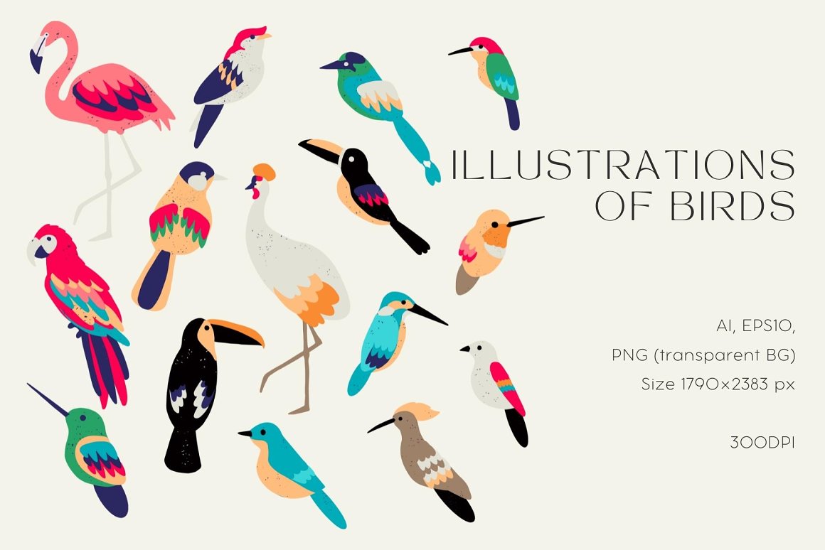 Exotic Birds Collection-2.jpg