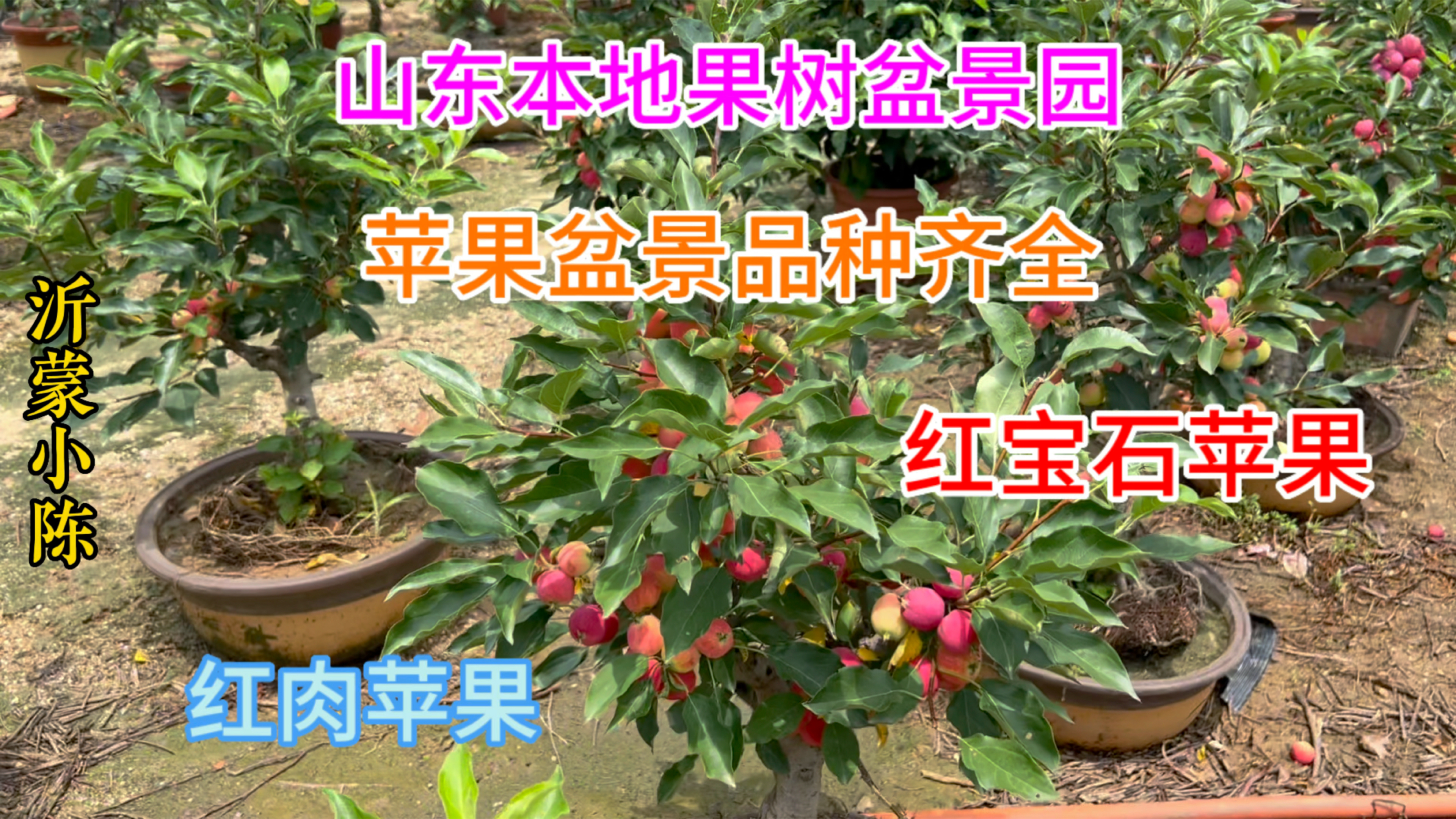 山东大哥专注果树盆景20年,园子里几百盆苹果树盆景,品种非常多