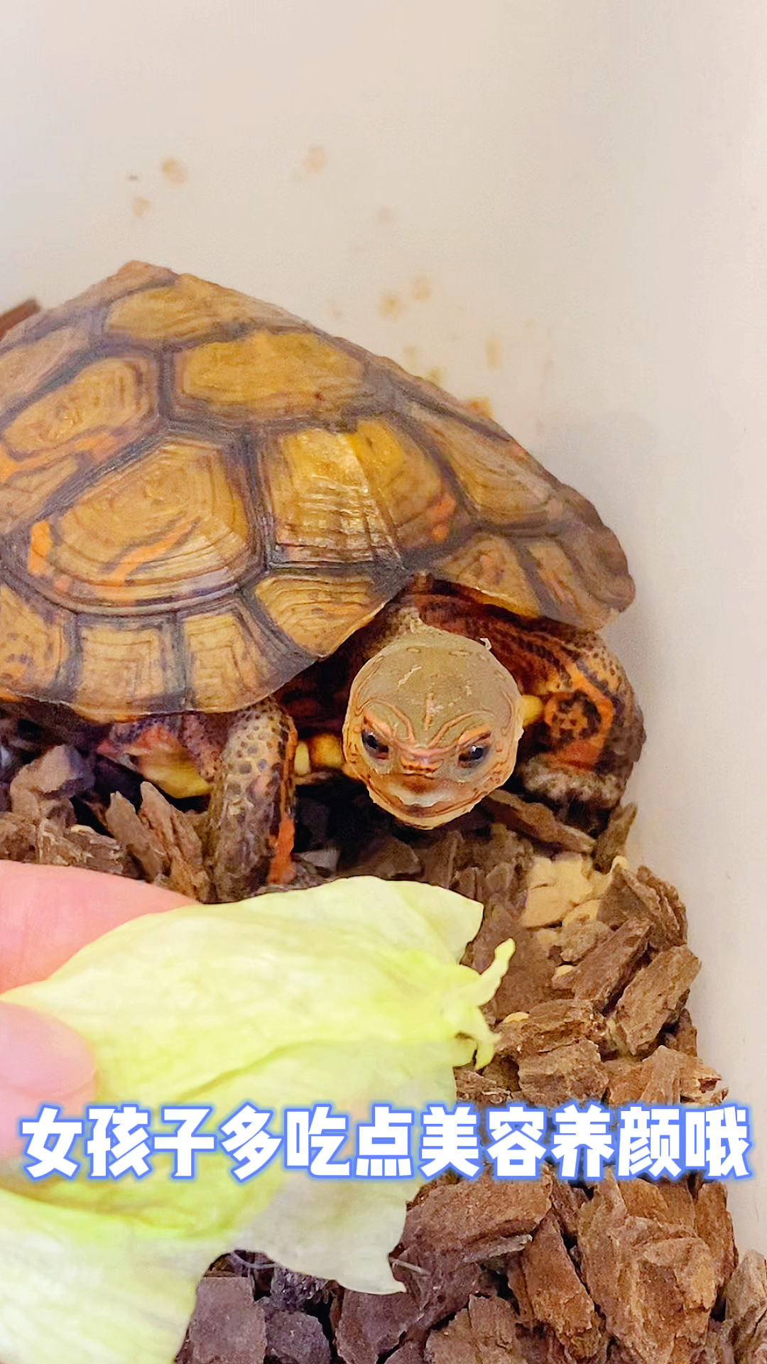 女孩子要多吃点菜哦给木纹龟喂蔬菜