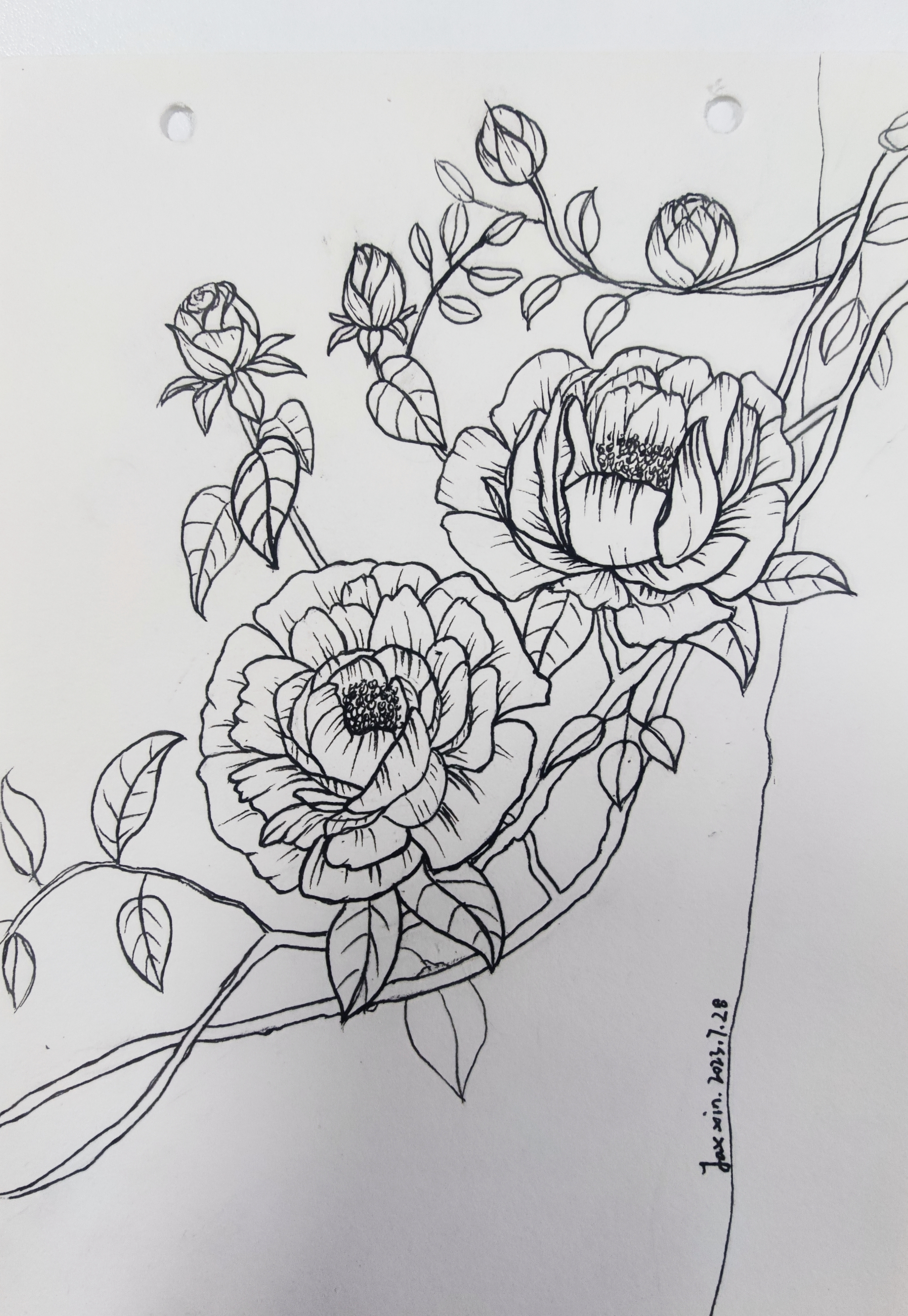 每日一画「蔷薇花」